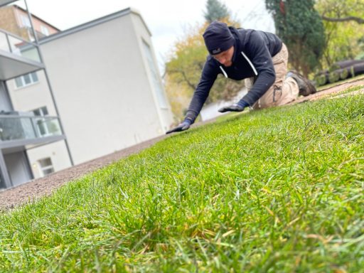 Mann arbeitet im Garten auf Knien und pflegt das Gras.